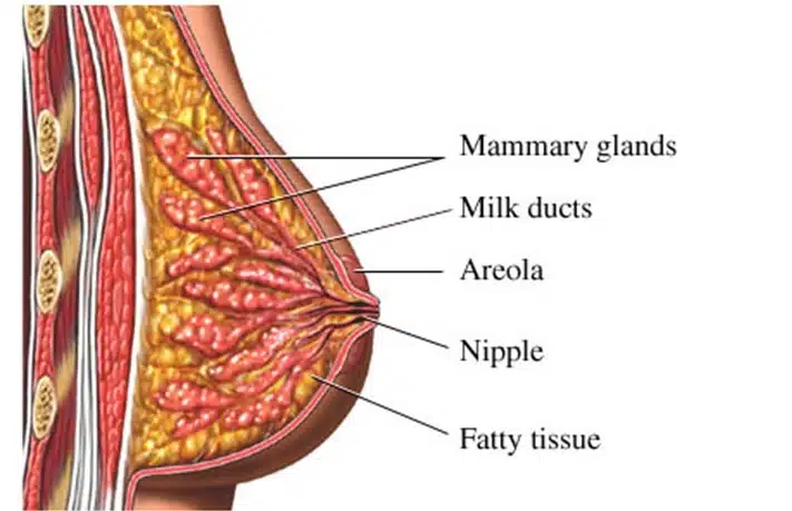 breast cancer screening