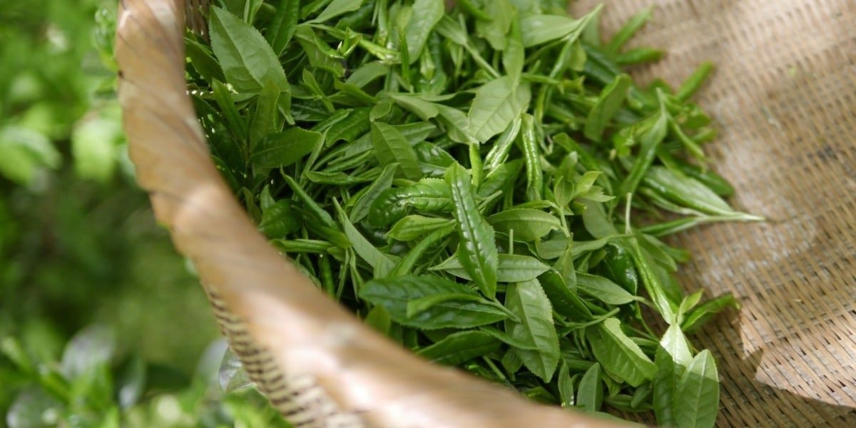 natural facial cleanser